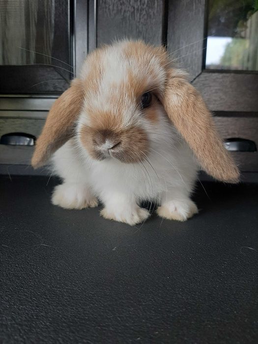 Króliki baranek miniaturka karzełek mini lop