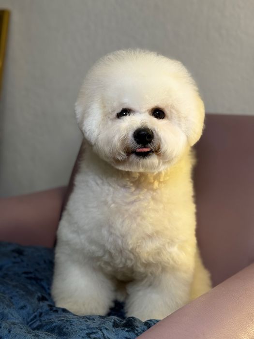 Цуценя Бішон Фрізе