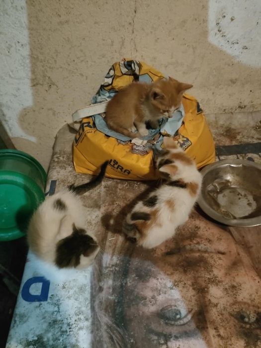 Oddam trzy małe kocięta za darmo