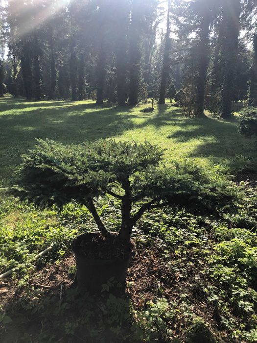 Świerk, Świerk gniazdkowy, Świerk karłowy, Bonsai