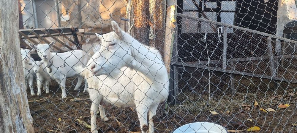 Козы на содержание