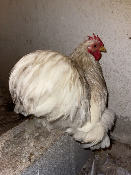 Galos pekins adultos várias cores
