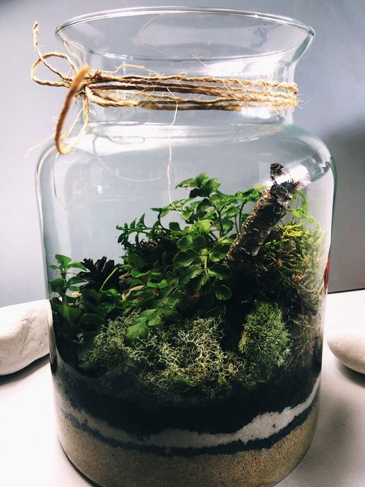 Las w szkle Lasy w bańce, słoiku, ekosystem