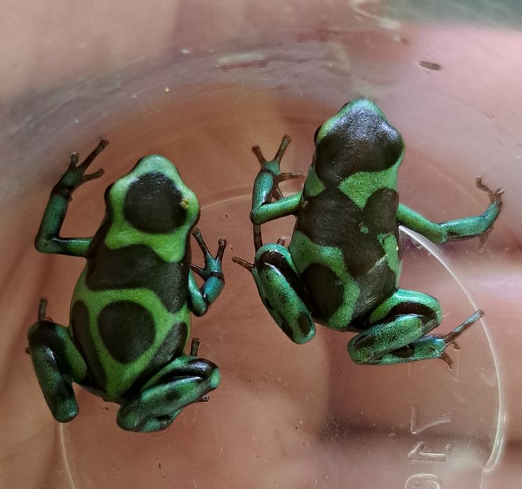 Drzewołazy złociste / Dendrobates auratus