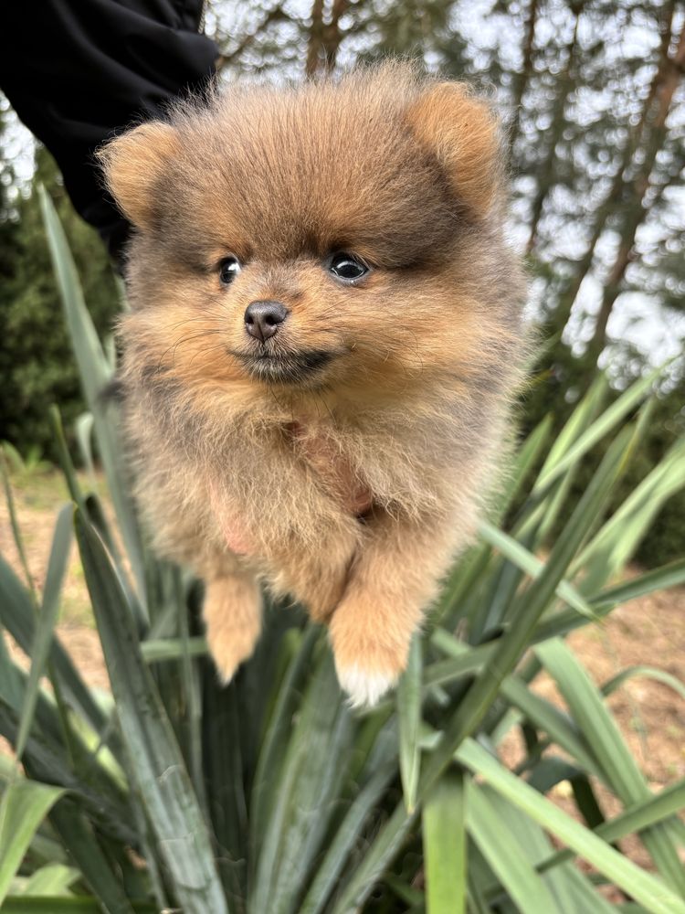 Pomeranian szpic miniaturowy suczka xxs mini