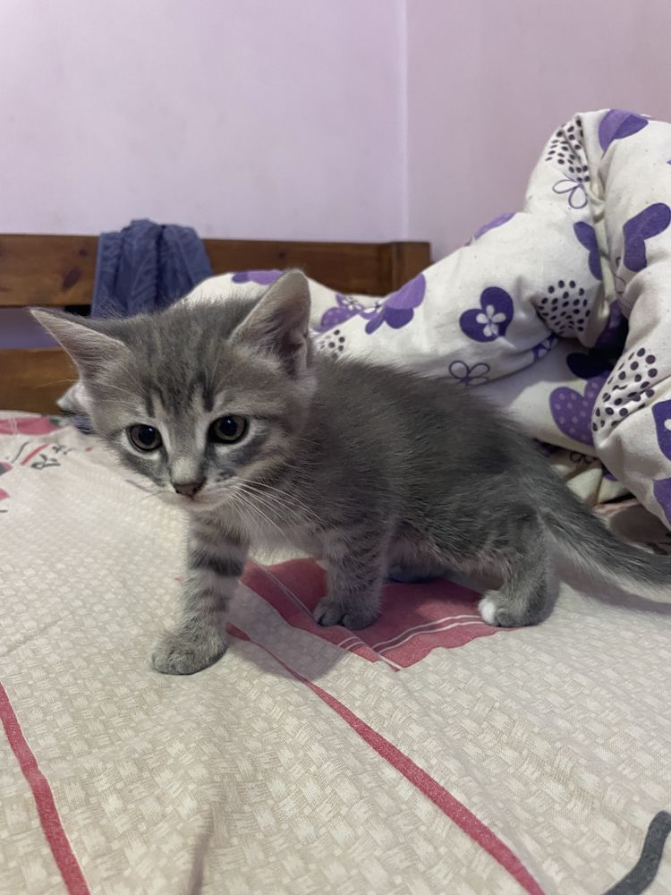 Отдам двух котят бесплатно, девочка и мальчик