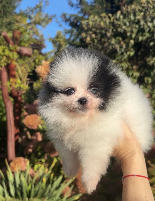 Szpic miniaturowy pomeranian suczka biala czarna