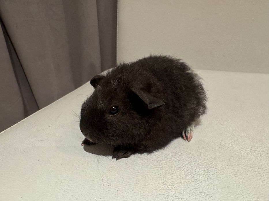 Samiczka świnka morska Teddy