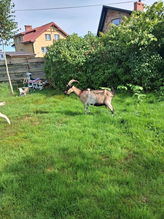 Kozy sprzedam dorosłe zakocone