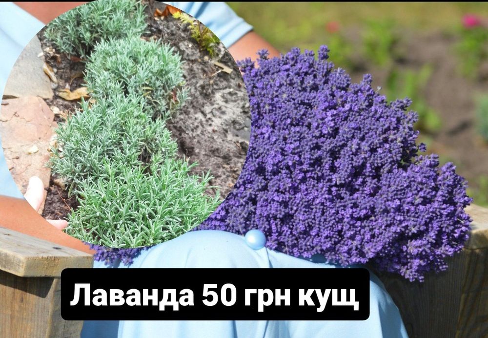 Лаванда саженцы. Насіння лаванди 2025 рік