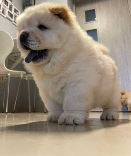 Kremowy chow chow do odbioru