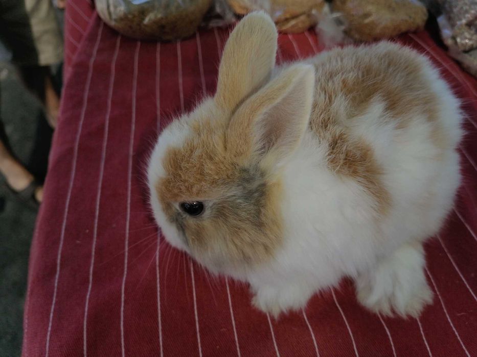 Kit coelhos anões desponiveis