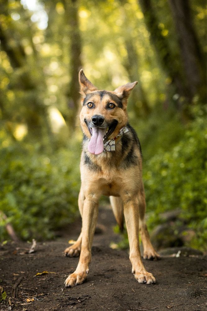 Cãozinho com 1 ano para adoção responsável
