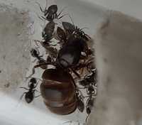 Kolonia mrówek Lassius Niger