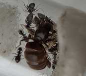 Kolonia mrówek Lassius Niger