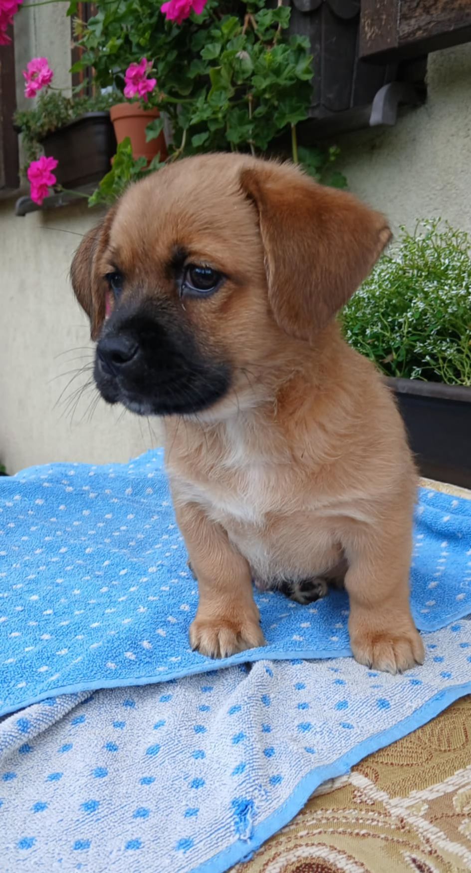 Mikro Szczeniak do adopcji