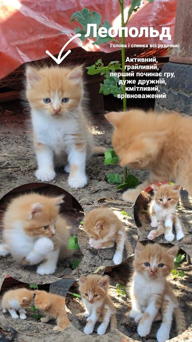 Кіт чорний рудий кот рыжий черный