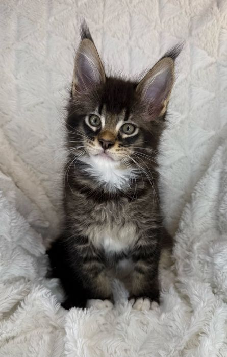 Kotka Maine Coon Felis/FiFe