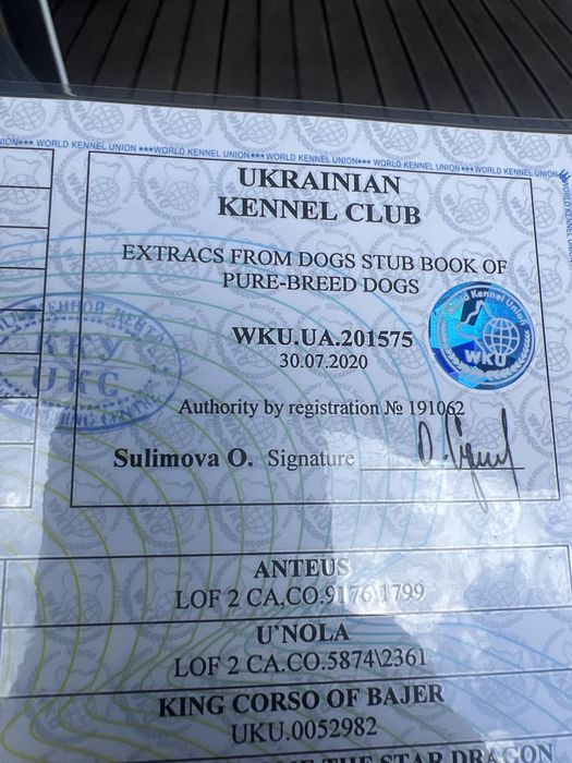 Вязка  злучка коне корсо голубий окрас   гарна родословна