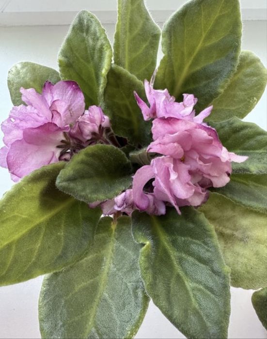 Сенполія    фіалка