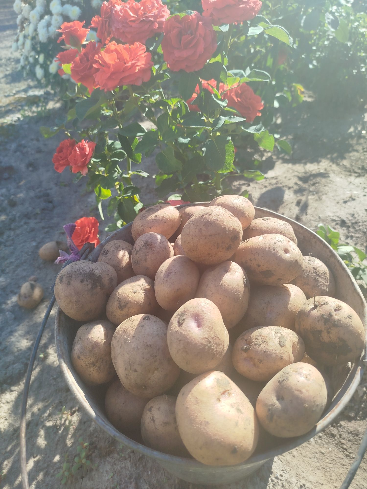 Картопля синьоглазка, насіння,сорт колишній. 60 грн.за кіло..