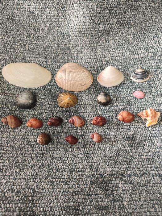 Conjunto de 18 búzios/conchas
