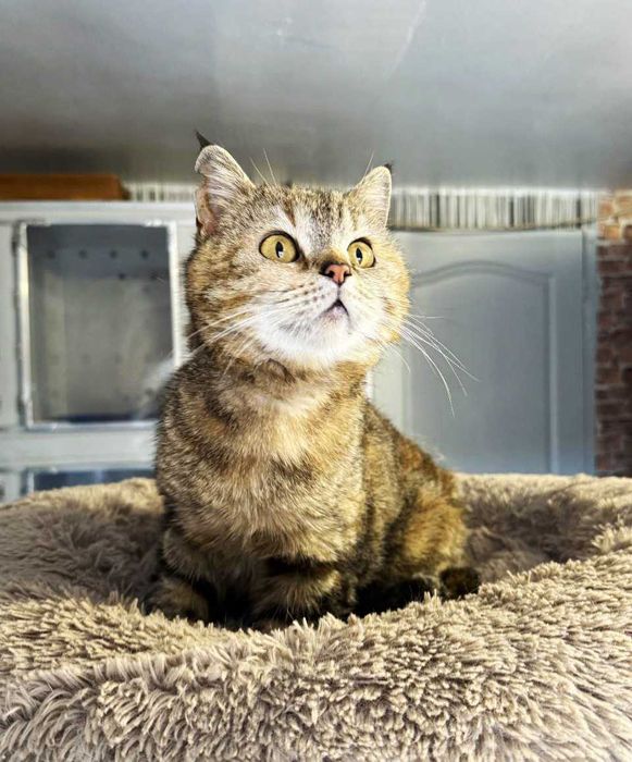 Гарненька Лія дуже чекає на СВОЮ ЛЮДИНУ! Кішка (стериліз) 3 рочки