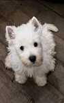West Highland White Terrier szczeniak, suczka Gwiazda!