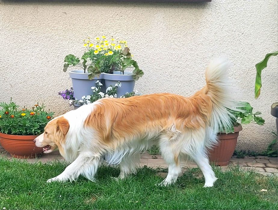 Piesek border collie show po zdrowych rodzicach