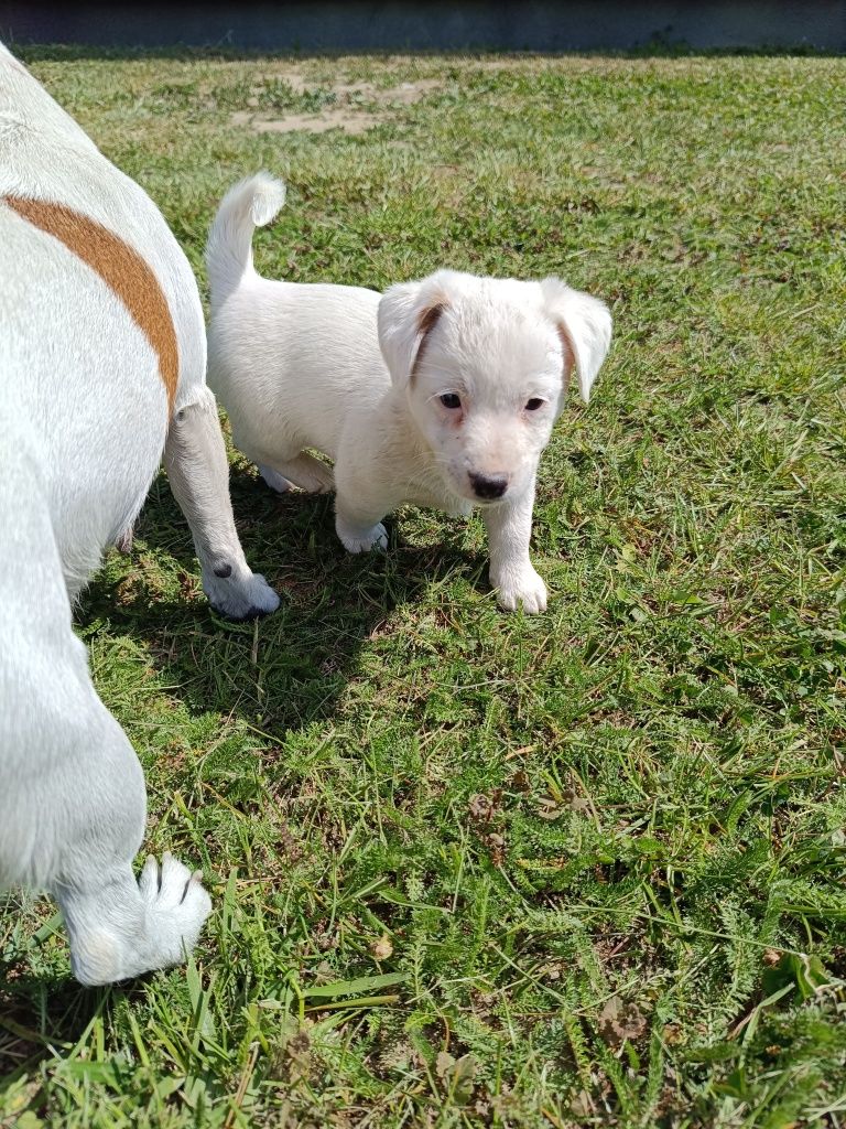 Jacek Russell Terrier