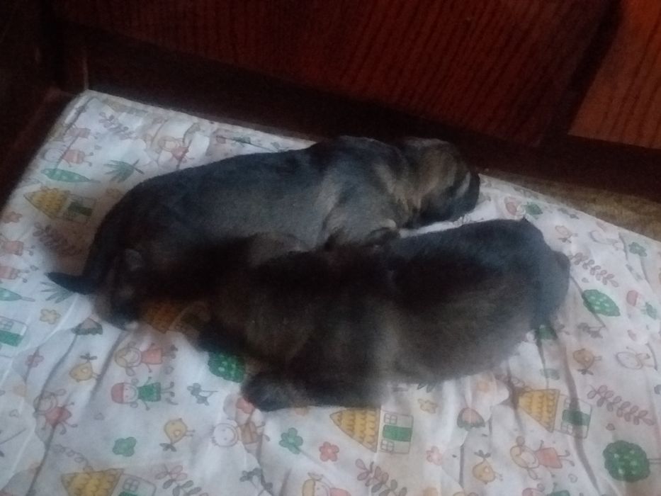 Лабрадорша + Немец