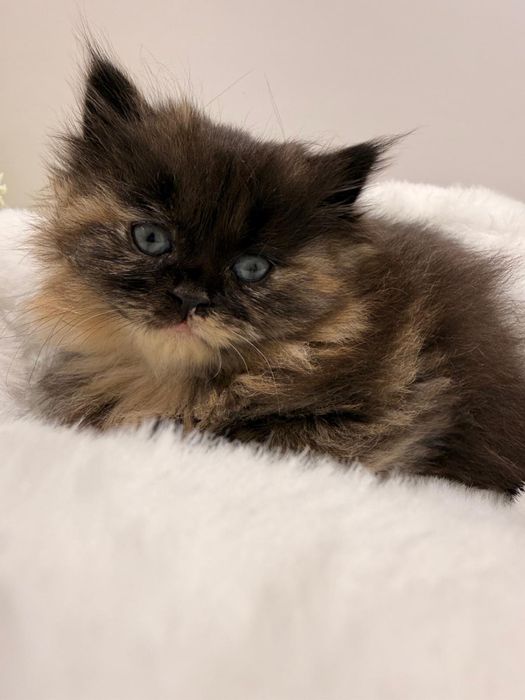 Catinhos Procurando família