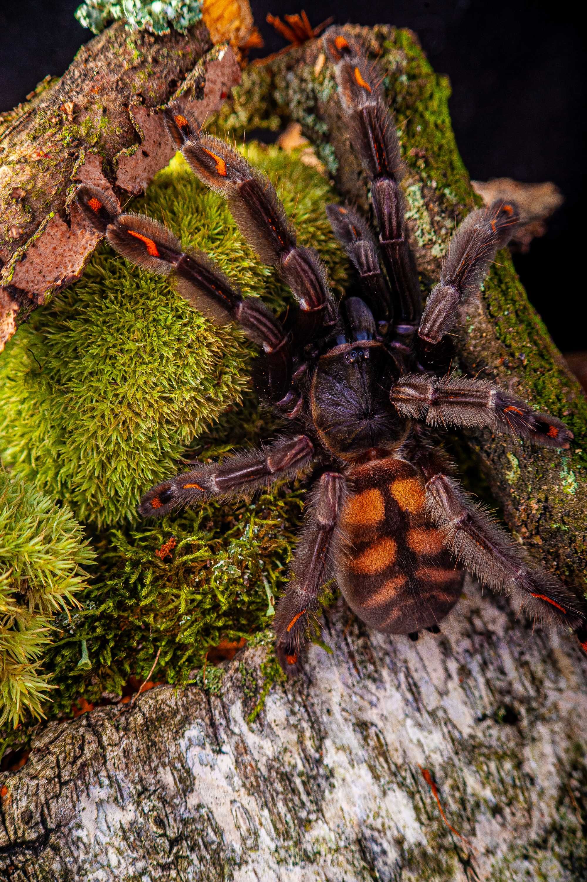 Psalmopoeus irminia - Ptasznik wenezuelski podrostek 2,5-3DC