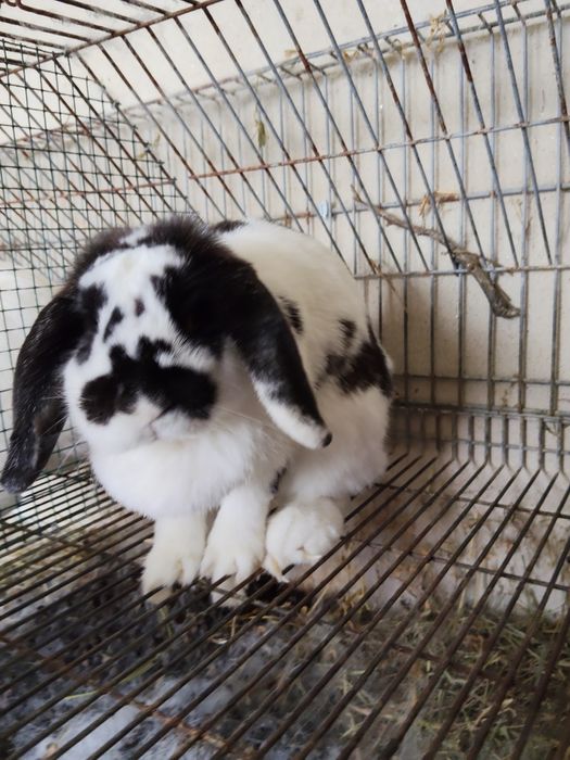 Coelhinhos anões adultos