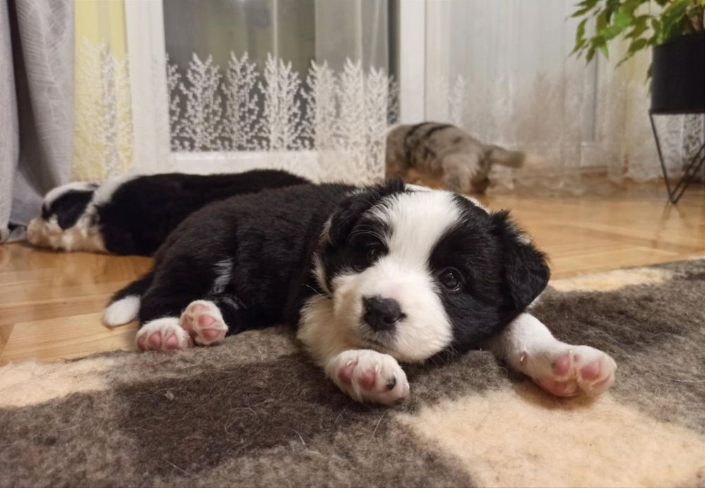 Szczenię Border Collie suczka ZKwP