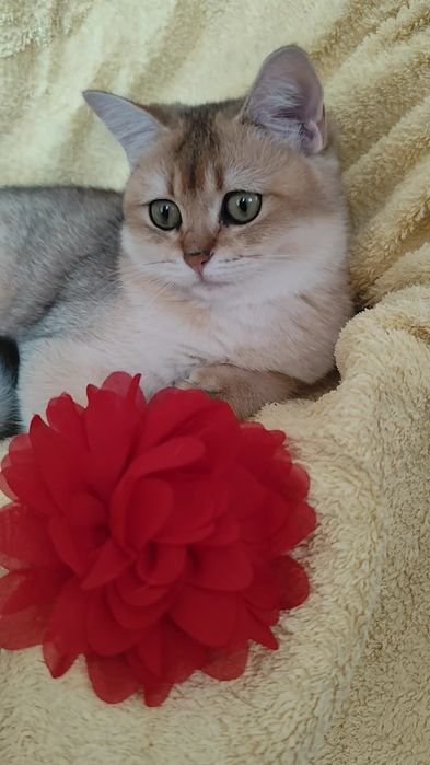 Прямовухі кошенята Британська золота шиншила хлопчик та дівчинка