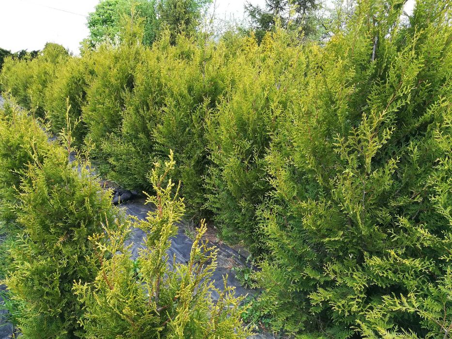 TUJE z gruntu i w doniczkach TUJA SZMARAGD stożkowy od 50 cm do 300 cm