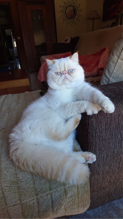 Gato Persa exótinho