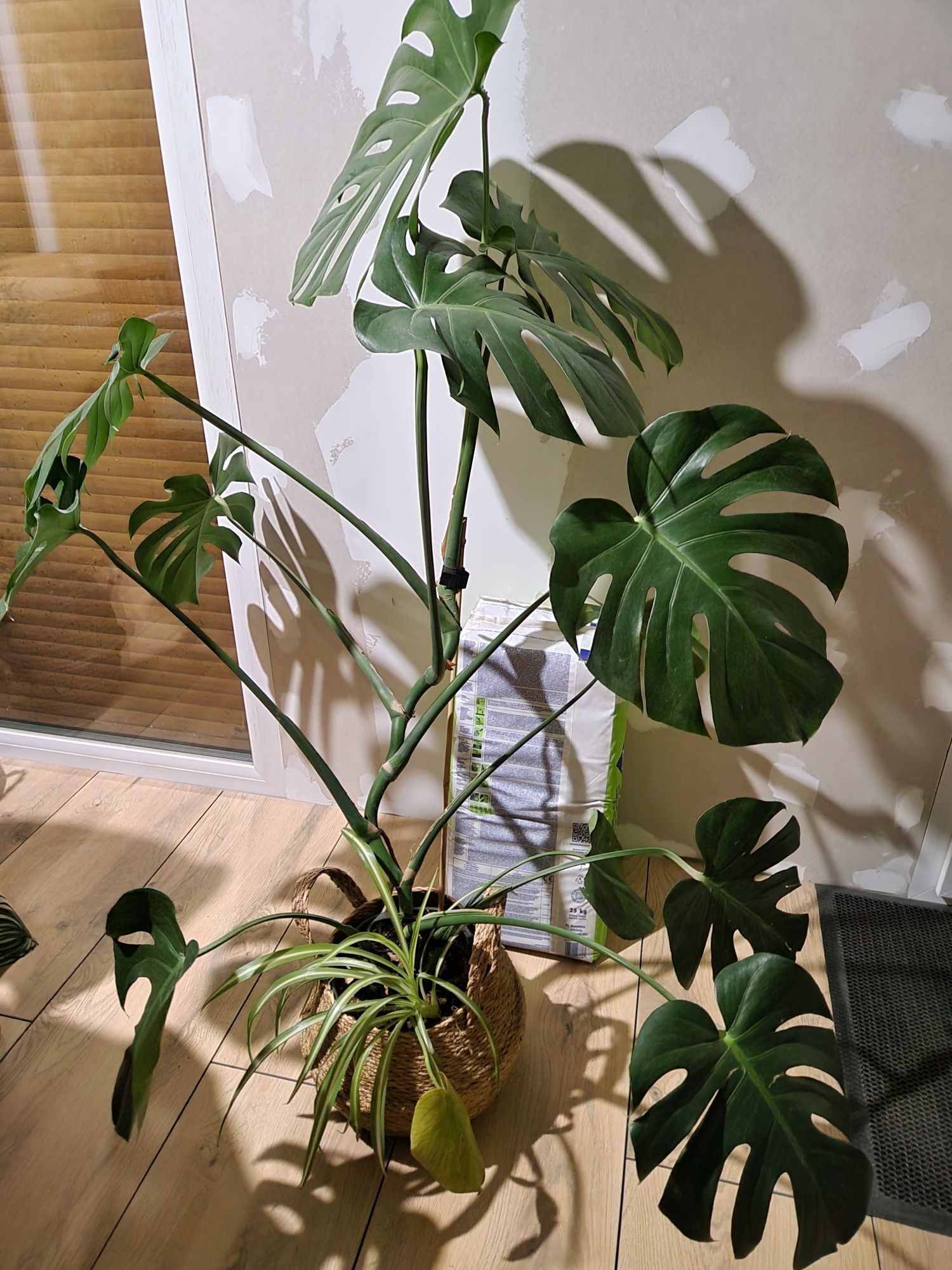 Kwiat monstera wysoka 1,5
