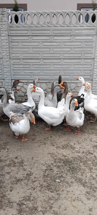 Продам гусей 1200 гр.