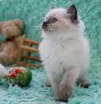 Ragdoll kocurek seal point