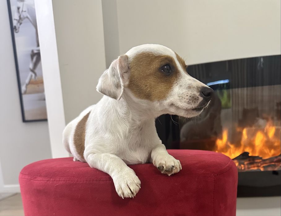 Piesek Jack Russell Terrier z Rodowodem
