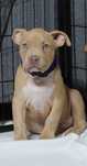 Amstaf Amstaff Amstaffy American Staffordshire Terier