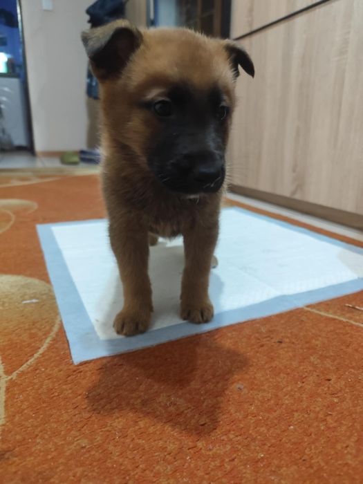 Oddam pieski do dobrych domów