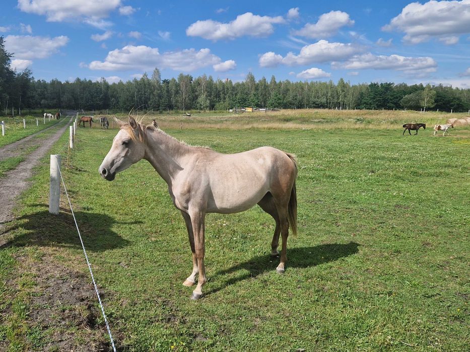 młoda klacz arabska, czysta krew arabska