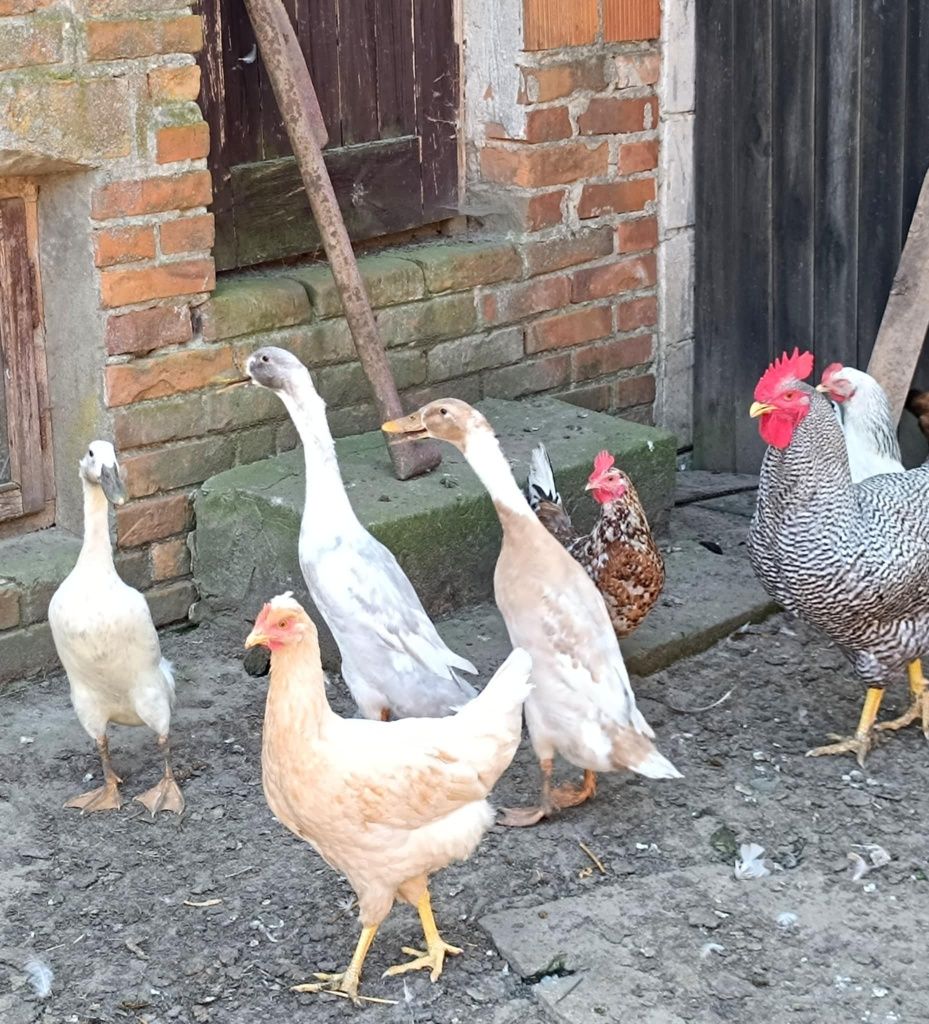 Biegusy sprzedam biegus