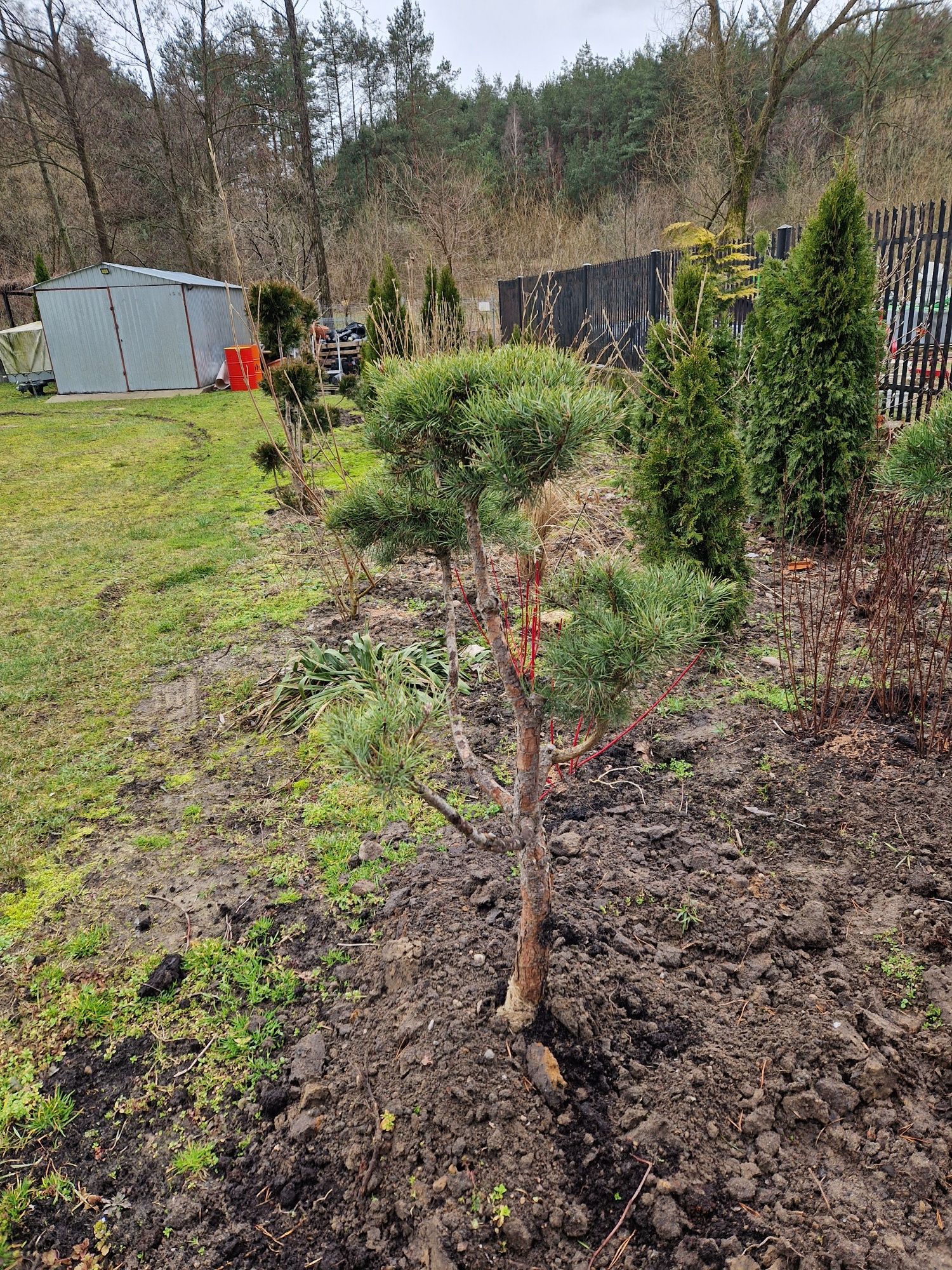 Bonsai sosna sprzedaż