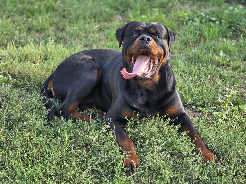 Rottweiler za darmo