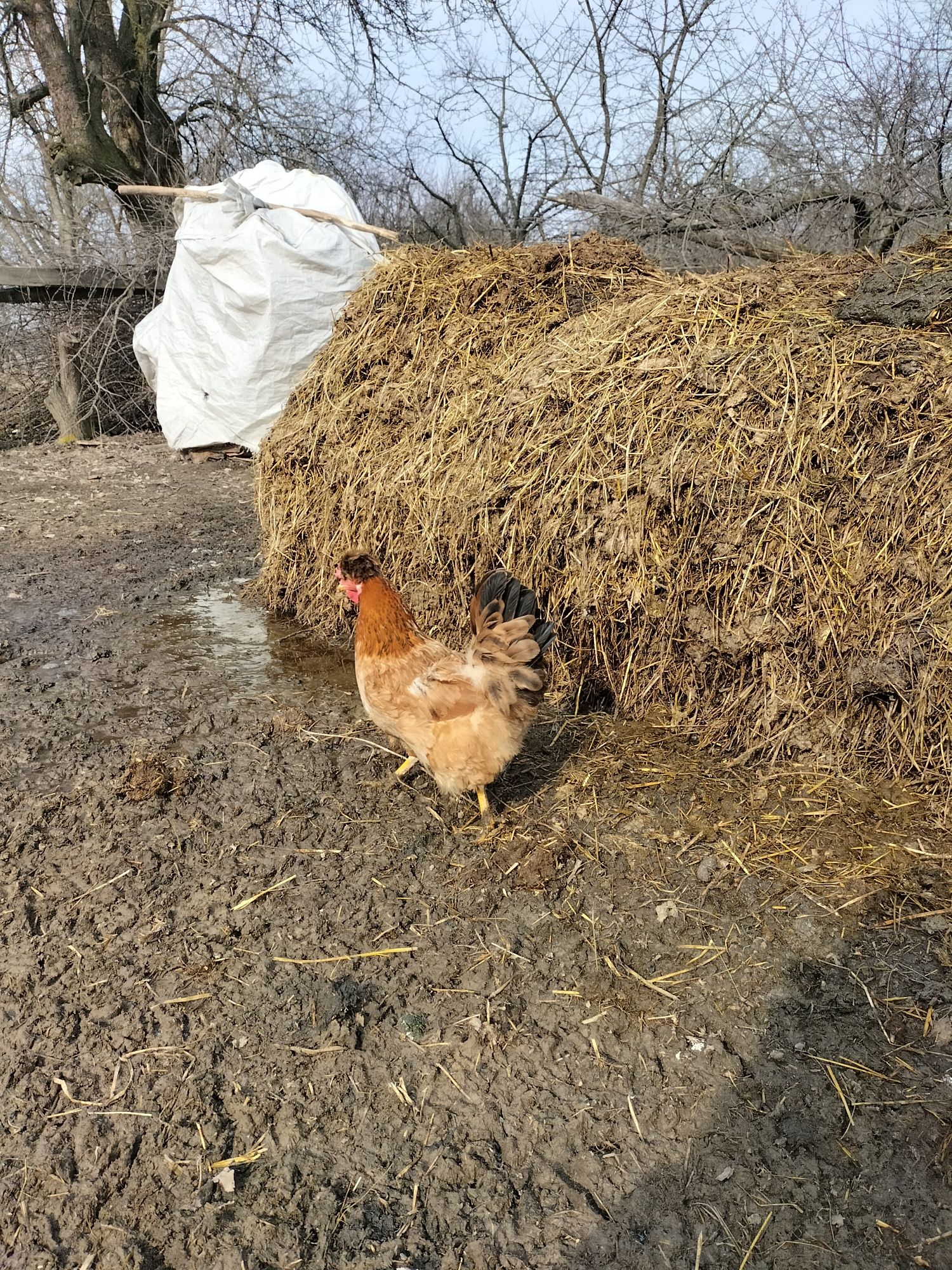 Продам яйце інкубаційне чубатих кур , хохлатих