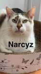 Narcyz szuka domu!